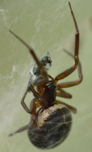 Réf. 232 362 : Steatoda nobilis